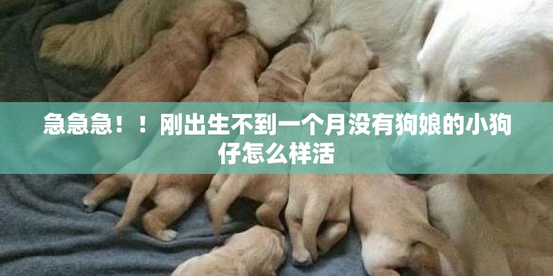 急急急！！刚出生不到一个月没有狗娘的小狗仔怎么样活