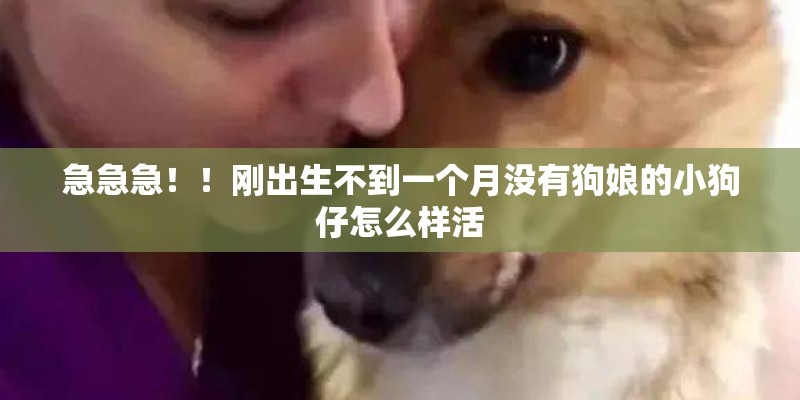 急急急！！刚出生不到一个月没有狗娘的小狗仔怎么样活