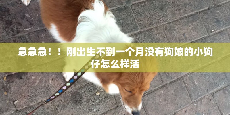 急急急！！刚出生不到一个月没有狗娘的小狗仔怎么样活