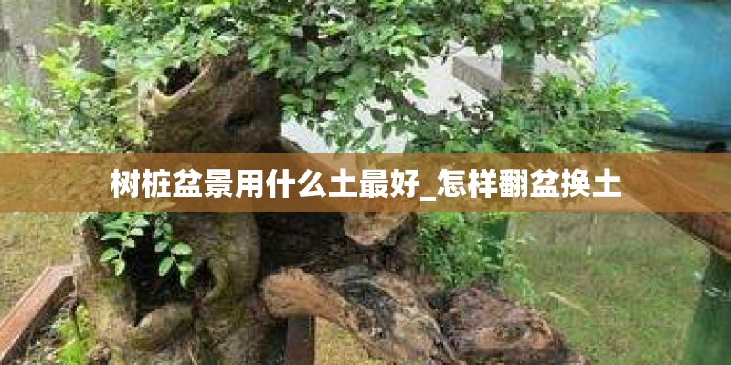 树桩盆景用什么土最好_怎样翻盆换土