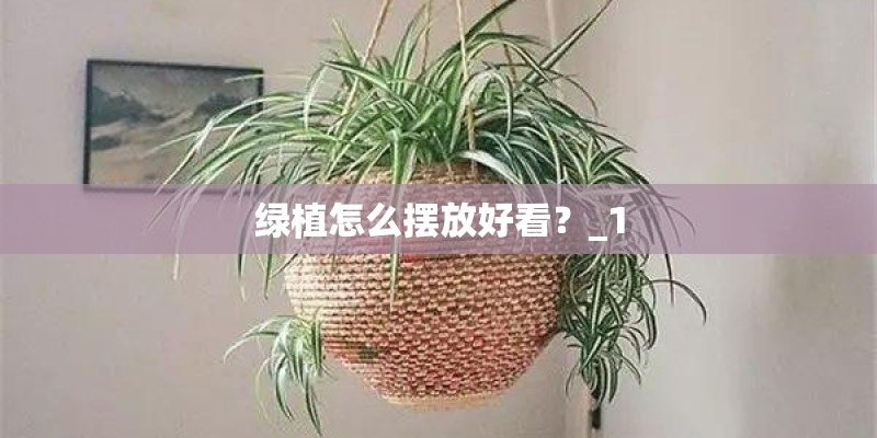 绿植怎么摆放好看？_1