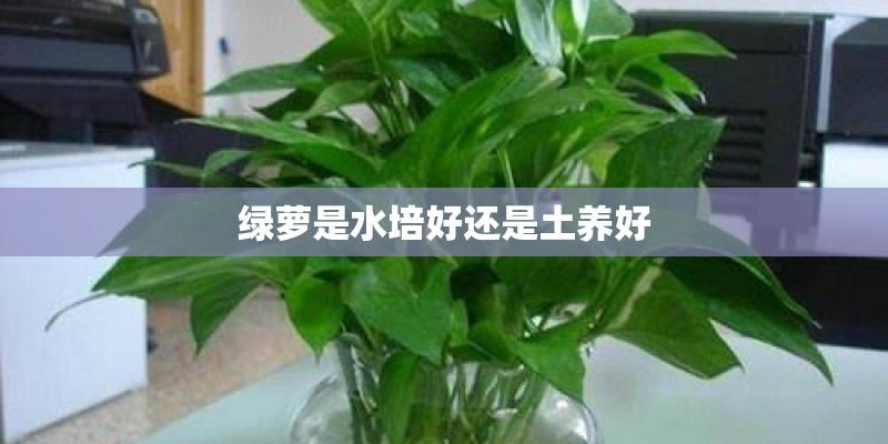 绿萝是水培好还是土养好