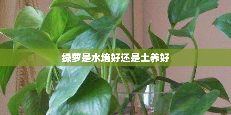 绿萝是水培好还是土养好