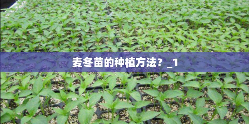 菊花的花语和寓意（了解菊花代表的含义）