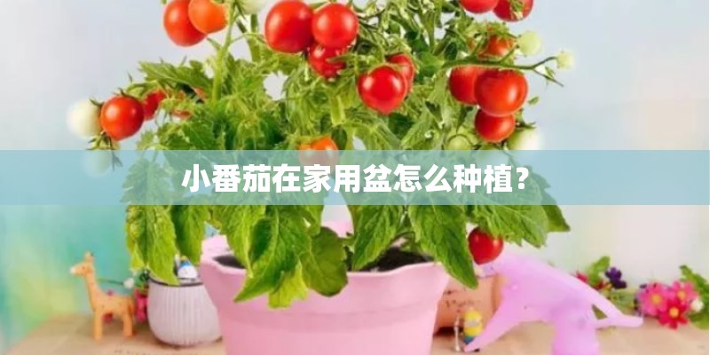 小番茄在家用盆怎么种植？