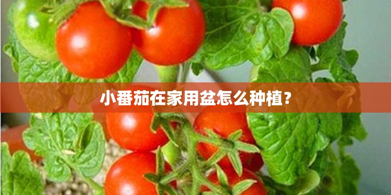 小番茄在家用盆怎么种植？