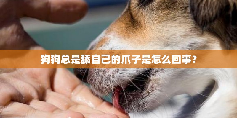 狗狗总是舔自己的爪子是怎么回事？