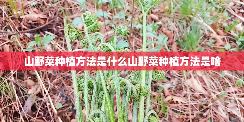山野菜种植方法是什么山野菜种植方法是啥