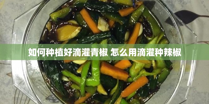 如何种植好滴灌青椒 怎么用滴灌种辣椒