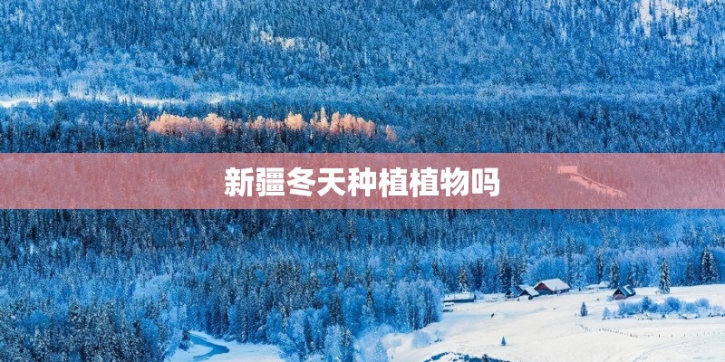 新疆冬天种植植物吗