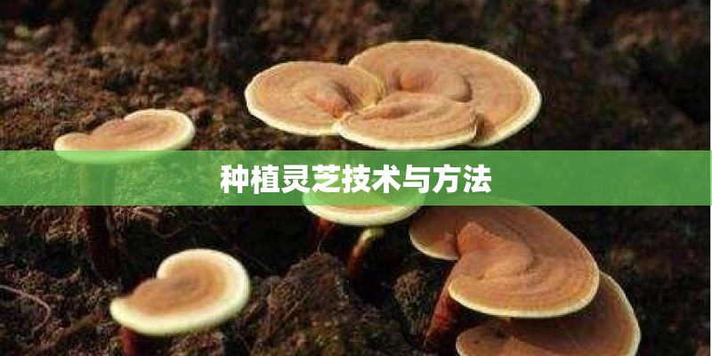 种植灵芝技术与方法