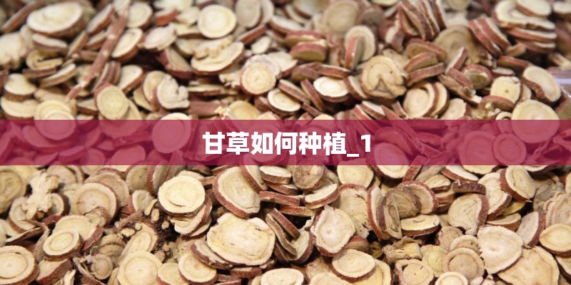甘草如何种植_1