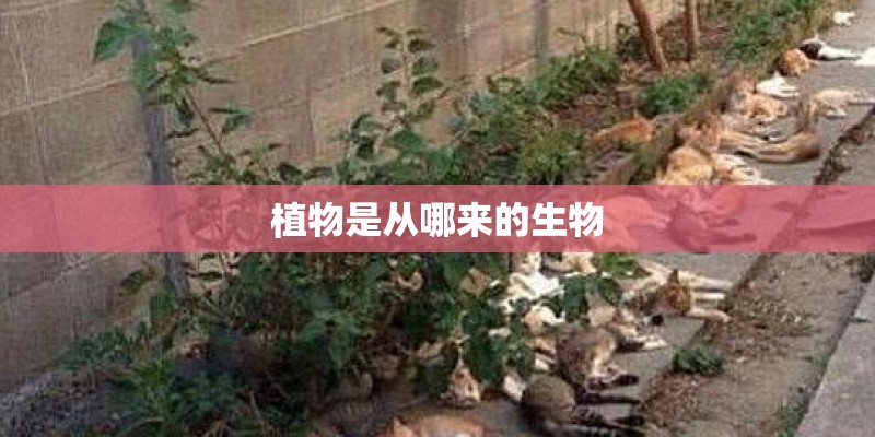水培植物用什么水养好_1