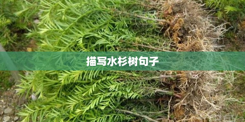 描写水杉树句子