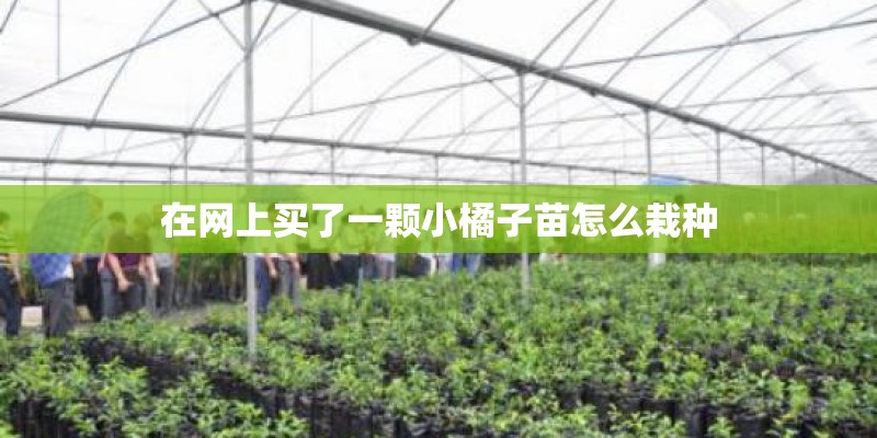 在网上买了一颗小橘子苗怎么栽种