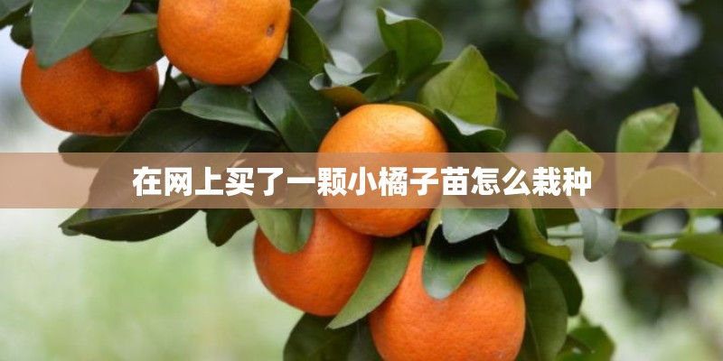 在网上买了一颗小橘子苗怎么栽种