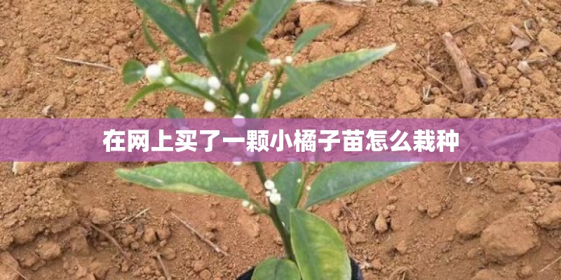 在网上买了一颗小橘子苗怎么栽种
