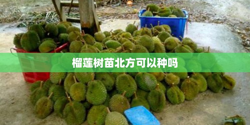 榴莲树苗北方可以种吗