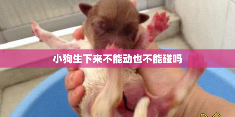 小狗生下来不能动也不能碰吗