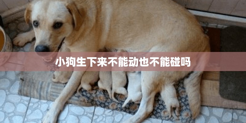 小狗生下来不能动也不能碰吗