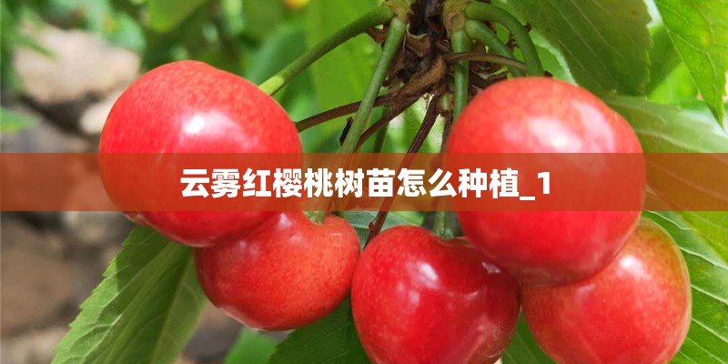 云雾红樱桃树苗怎么种植_1