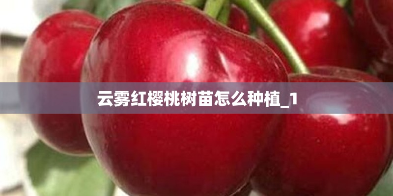 云雾红樱桃树苗怎么种植_1