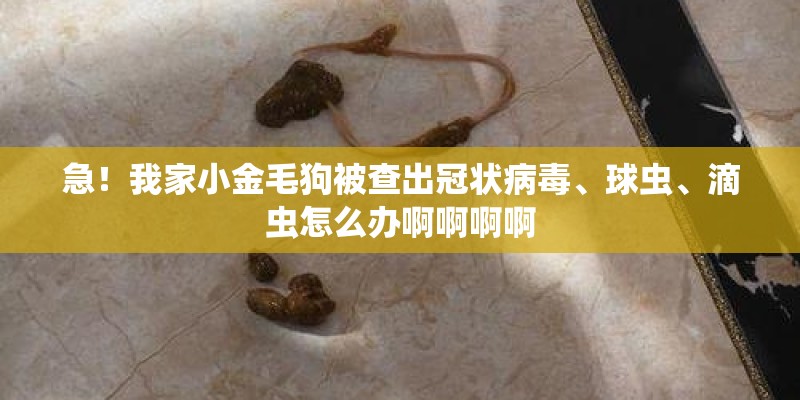 急！我家小金毛狗被查出冠状病毒、球虫、滴虫怎么办啊啊啊啊