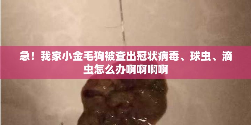 急！我家小金毛狗被查出冠状病毒、球虫、滴虫怎么办啊啊啊啊