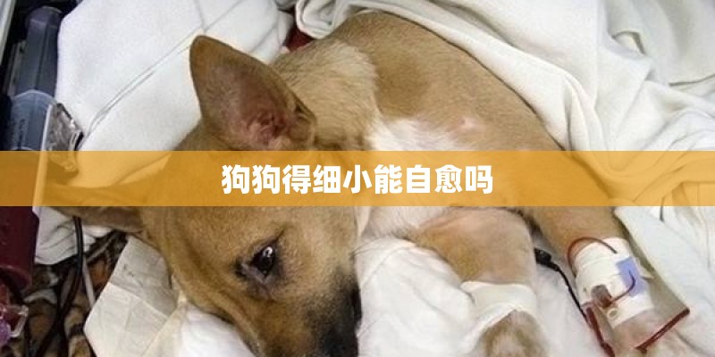 狗狗得细小能自愈吗