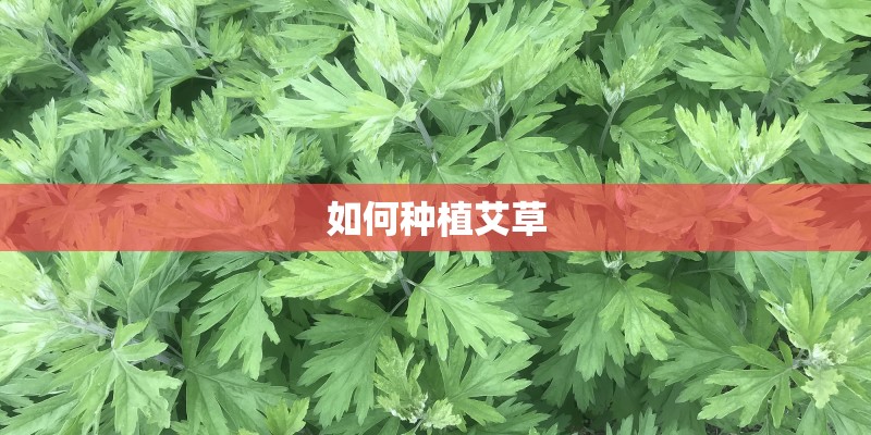 如何种植艾草