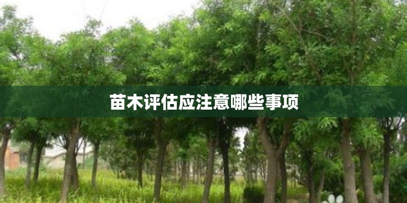 苗木评估应注意哪些事项