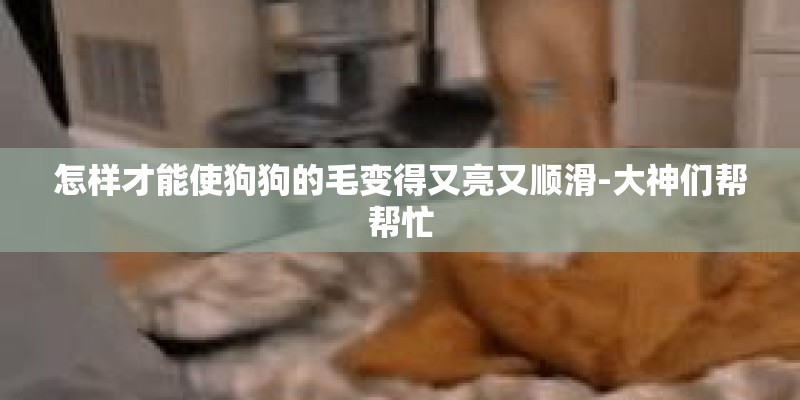 怎样才能使狗狗的毛变得又亮又顺滑-大神们帮帮忙