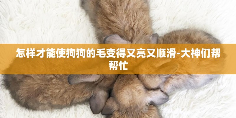 怎样才能使狗狗的毛变得又亮又顺滑-大神们帮帮忙