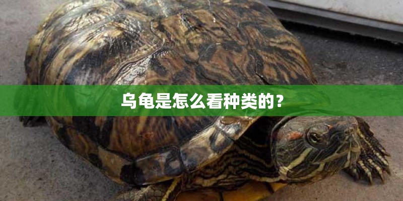 乌龟是怎么看种类的？