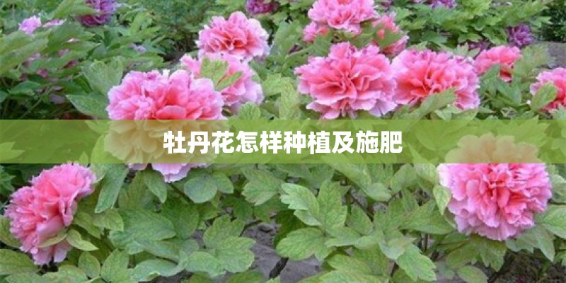 牡丹花怎样种植及施肥
