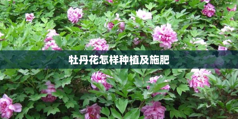 牡丹花怎样种植及施肥
