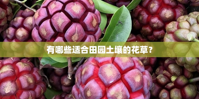 有哪些适合田园土壤的花草？