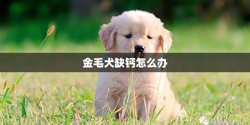 金毛犬缺钙怎么办