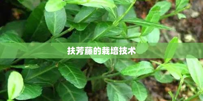 扶芳藤的栽培技术