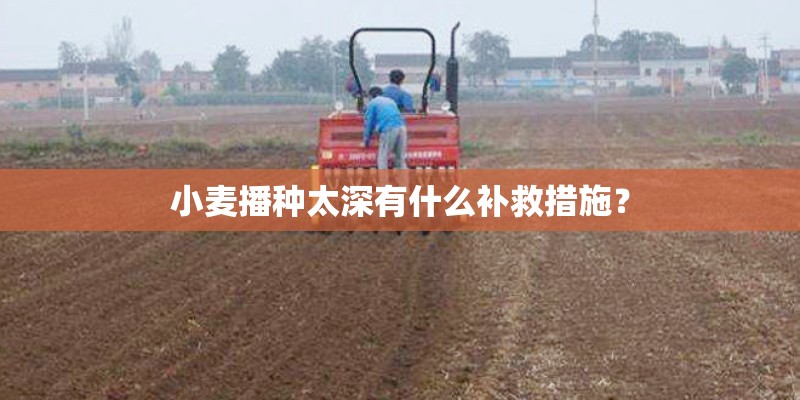 小麦播种太深有什么补救措施？