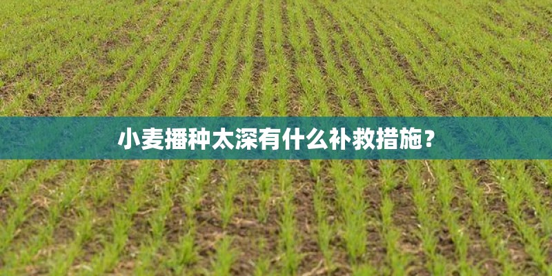 小麦播种太深有什么补救措施？