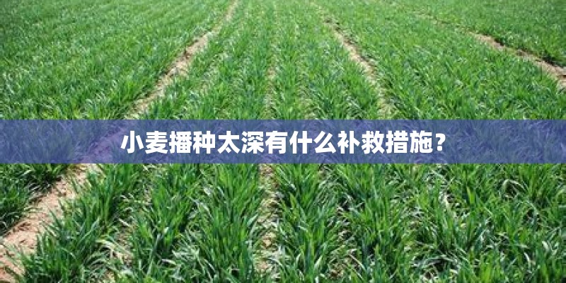 小麦播种太深有什么补救措施？
