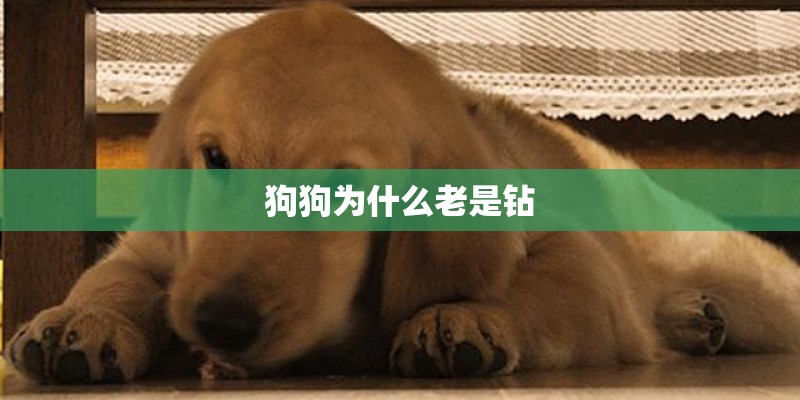 狗狗为什么老是钻