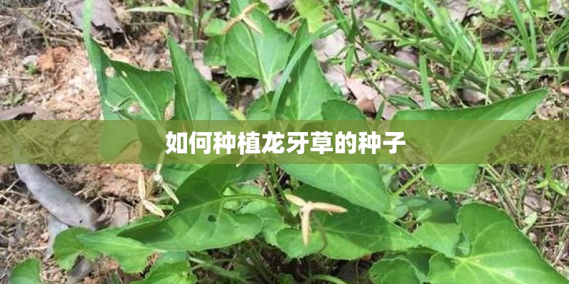 如何种植龙牙草的种子