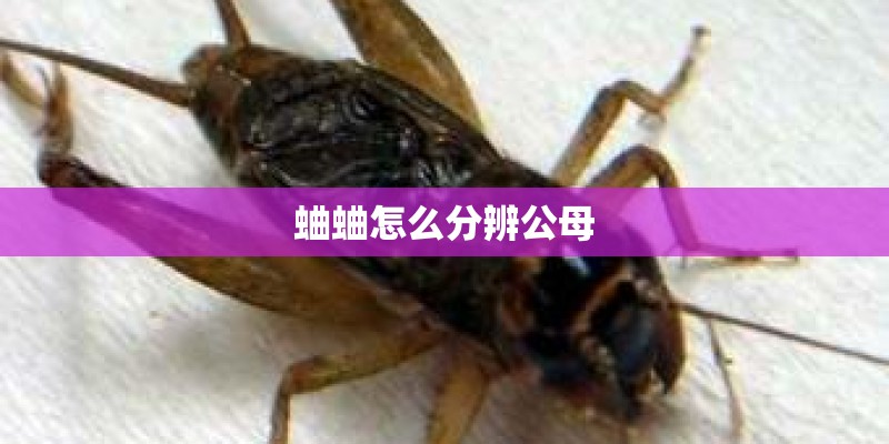 蛐蛐怎么分辨公母