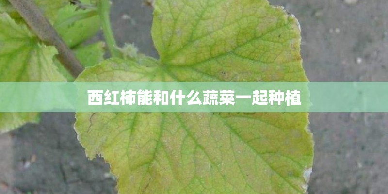 西红柿能和什么蔬菜一起种植