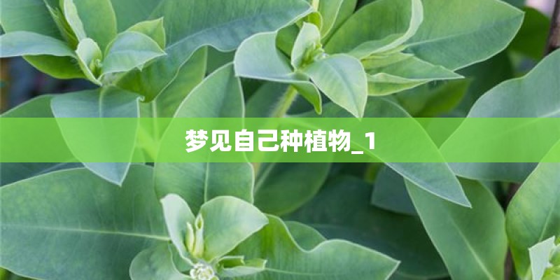 梦见自己种植物_1
