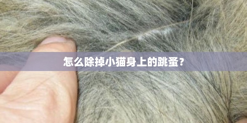 怎么除掉小猫身上的跳蚤？