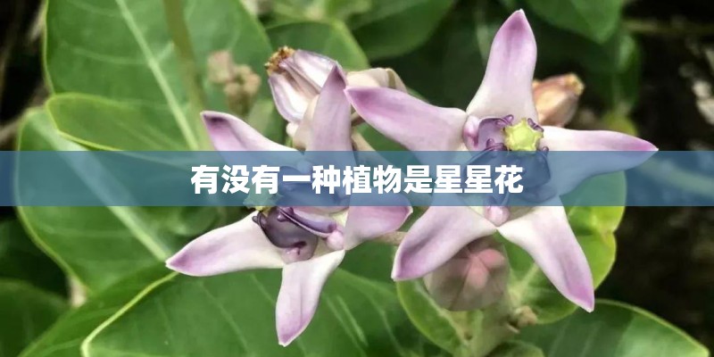 有没有一种植物是星星花