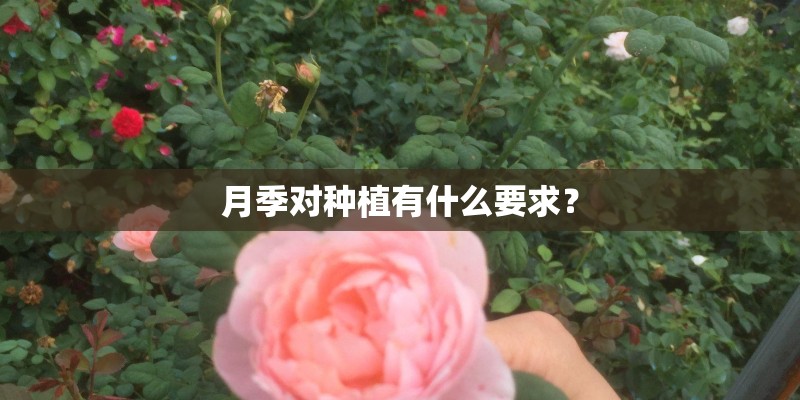 月季对种植有什么要求？